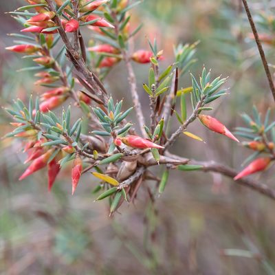 Stenanthera conostephioides, photographed by Kym Nicolson