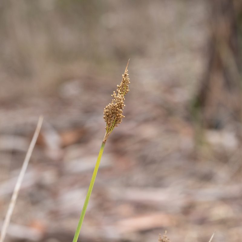 Juncus pallidus, photographed by Kym Nicolson