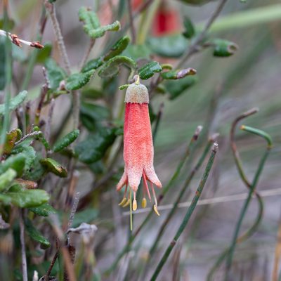 Correa reflexa, photographed by Kym Nicolson