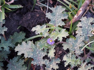 Solanum campechiense, photographed by Lena Struwe
