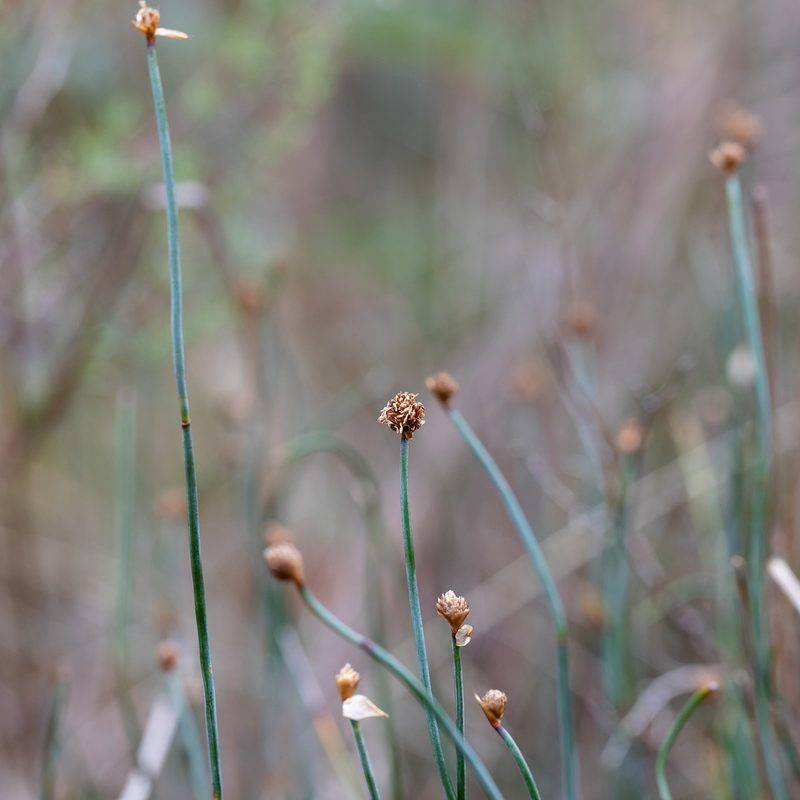 Lepidobolus drapetocoleus, photographed by Kym Nicolson