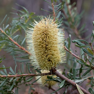 Banksia marginata, photographed by Kym Nicolson