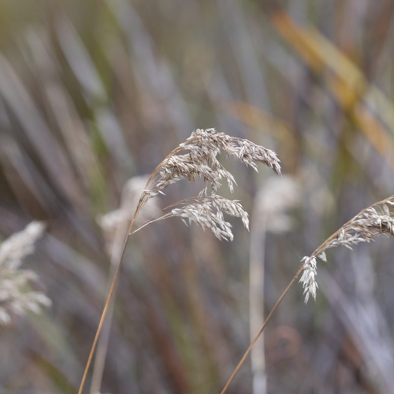 Pentameris pallida, photographed by Kym Nicolson
