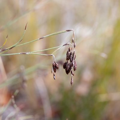 Hypolaena fastigiata, photographed by Kym Nicolson