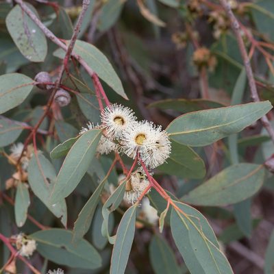 Eucalyptus cosmophylla, photographed by Kym Nicolson