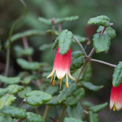 Correa reflexa, photographed by Kym Nicolson