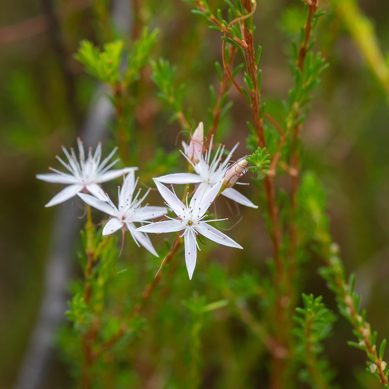 Calytrix tetragona, photographed by Kym Nicolson