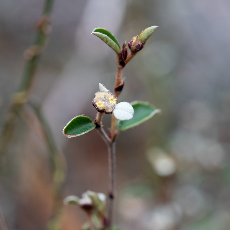 Spyridium thymifolium, photographed by Kym Nicolson
