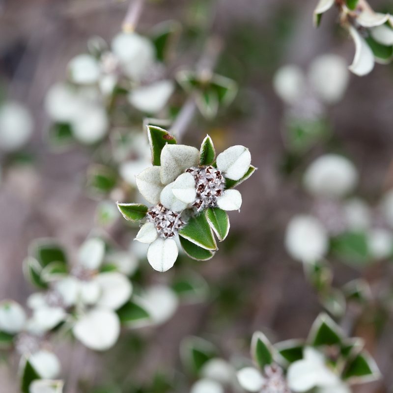 Cryptandra leucophracta, photographed by Kym Nicolson