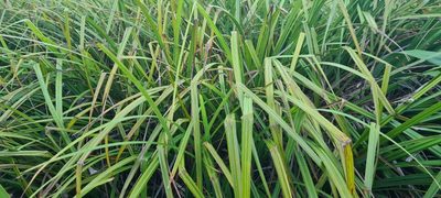 Carex geminata