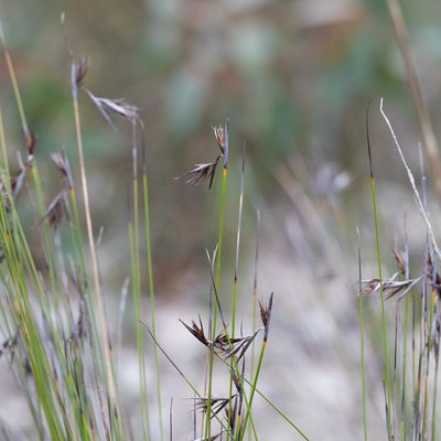 Lepidosperma carphoides, photographed by Kym Nicolson