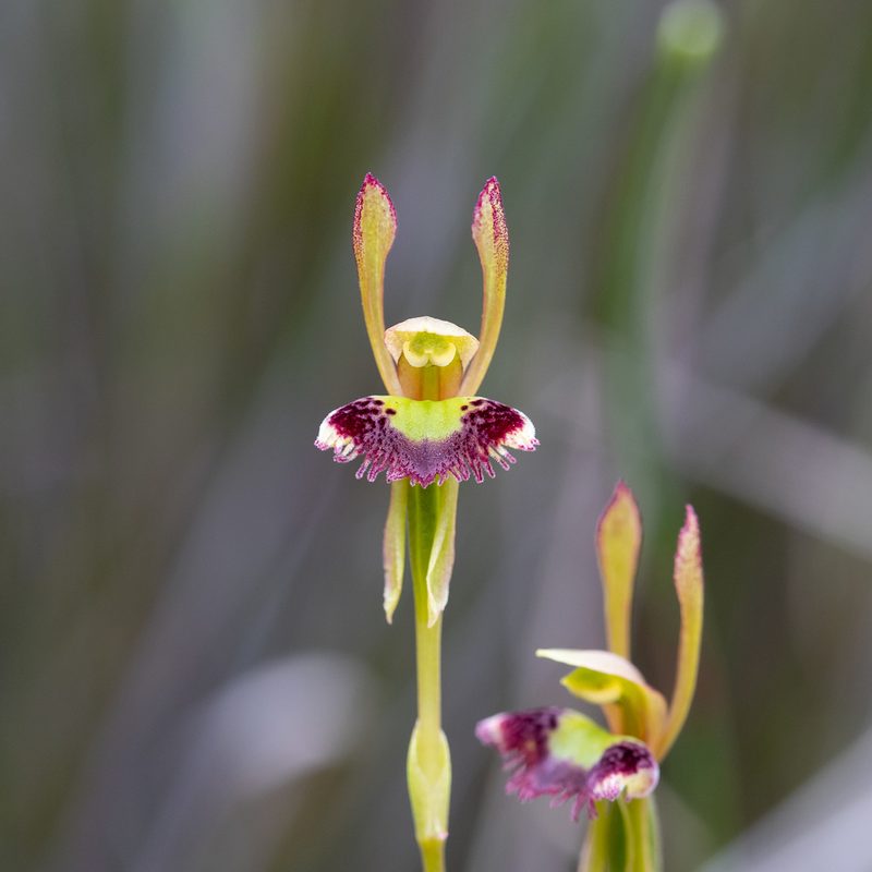 Leporella fimbriata, photographed by Kym Nicolson