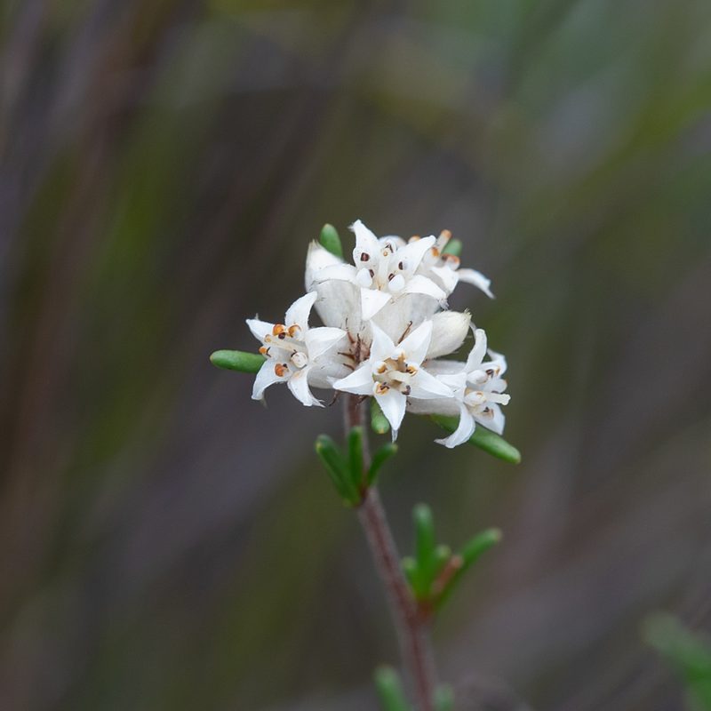Cryptandra hispidula, photographed by Kym Nicolson