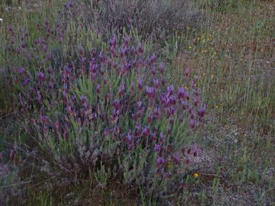 Lavandula pedunculata, photographed by scolym
