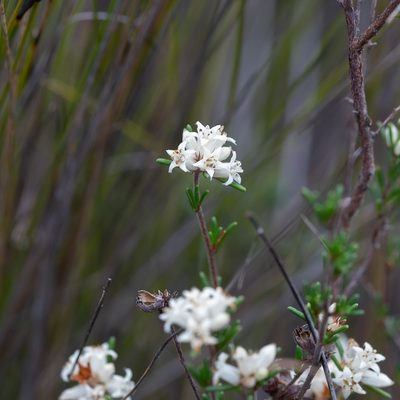 Cryptandra hispidula, photographed by Kym Nicolson