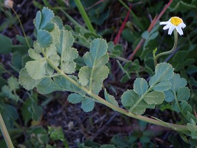Pimpinella villosa, photographed by scolym
