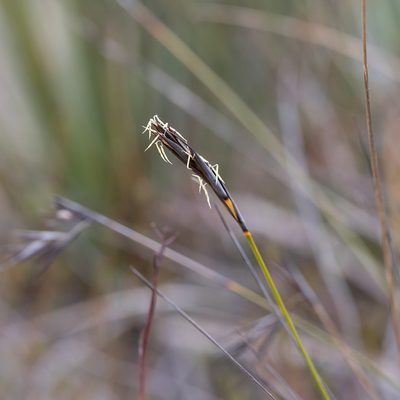 Lepidosperma carphoides, photographed by Kym Nicolson