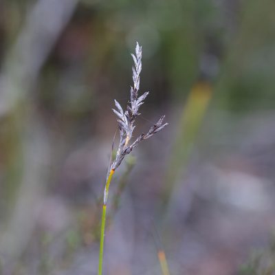 Lepidosperma semiteres, photographed by Kym Nicolson