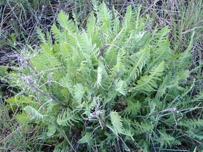 Achillea filipendulina, photographed by scolym