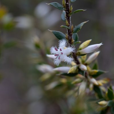Styphelia exarrhena, photographed by Kym Nicolson