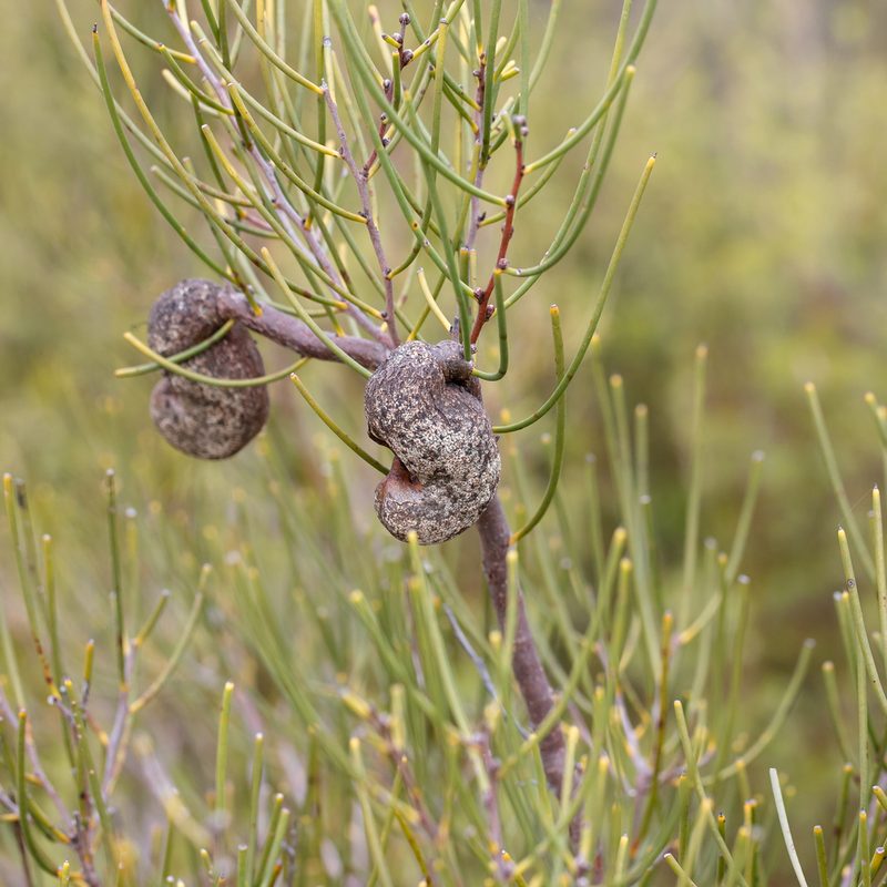 Hakea rostrata, photographed by Kym Nicolson