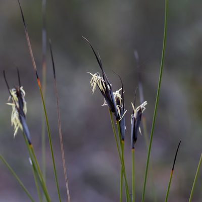 Lepidosperma carphoides, photographed by Kym Nicolson
