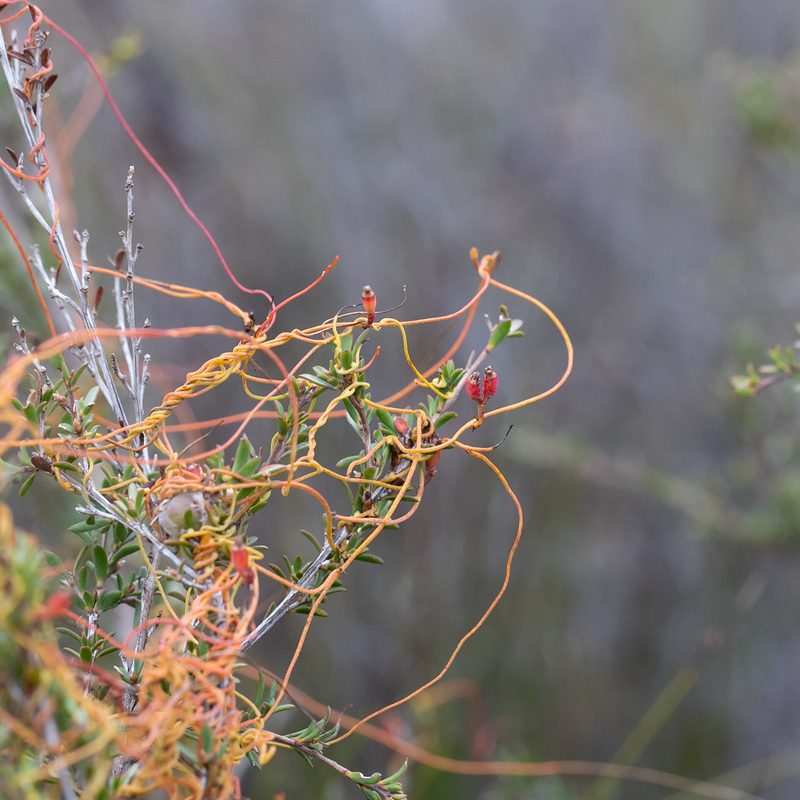 Cassytha glabella, photographed by Kym Nicolson