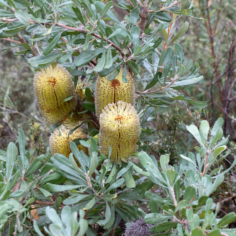 Banksia ornata, photographed by Kym Nicolson