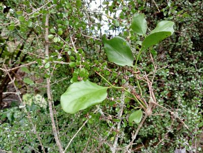 Ileostylus micranthus, photographed by John Barkla