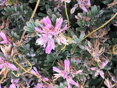 Microcharis praetermissa, photographed by Caroline Voget