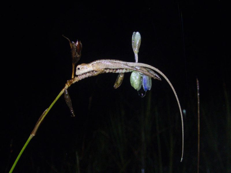 Murdannia macrocarpa, photographed by Gerard Chartier