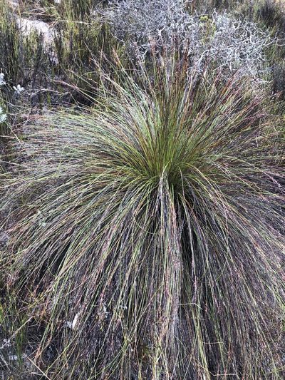 Schoenus arenicola, photographed by Caroline Voget