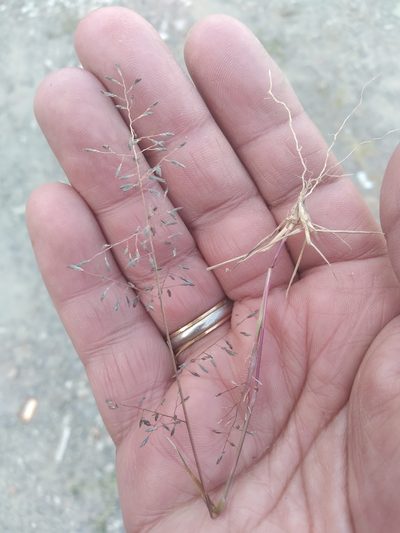 Eragrostis patula, photographed by Alfredo F. Fuentes Claros