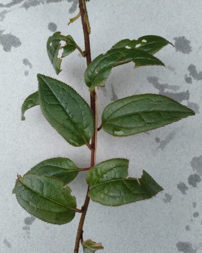 Baccharis saliens, photographed by Alfredo F. Fuentes Claros