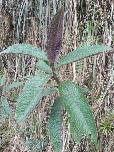 Dendrophorbium multinerve, photographed by Alfredo F. Fuentes Claros