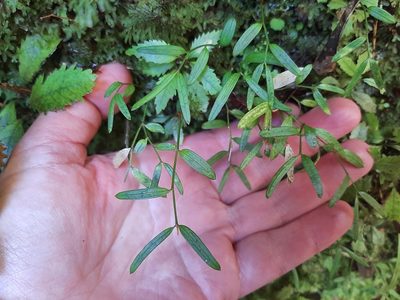 Luzuriaga parviflora, photographed by Emily Roberts