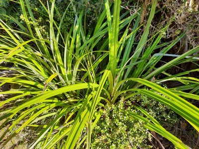 Astelia fragrans, photographed by Emily Roberts