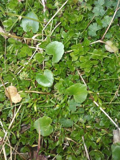 Ranunculus flagelliformis, photographed by Alfredo F. Fuentes Claros