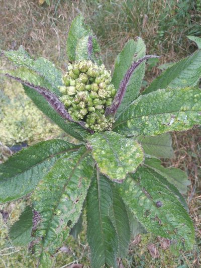 Dendrophorbium multinerve, photographed by Alfredo F. Fuentes Claros