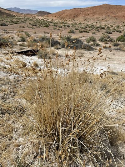 Juncus cooperi, photographed by Matt Berger