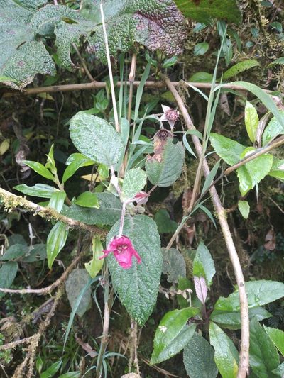 Rubus nubigenus, photographed by Alfredo F. Fuentes Claros