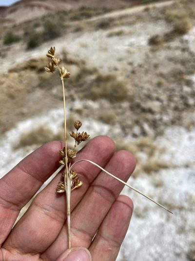 Juncus cooperi, photographed by Matt Berger