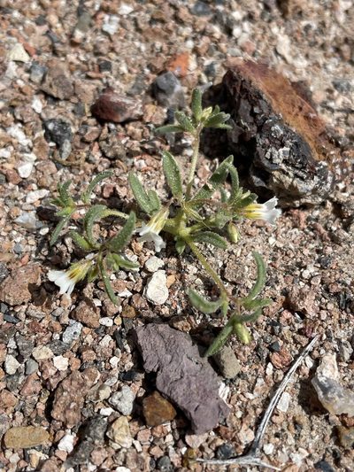 Linanthus campanulatus, photographed by Matt Berger