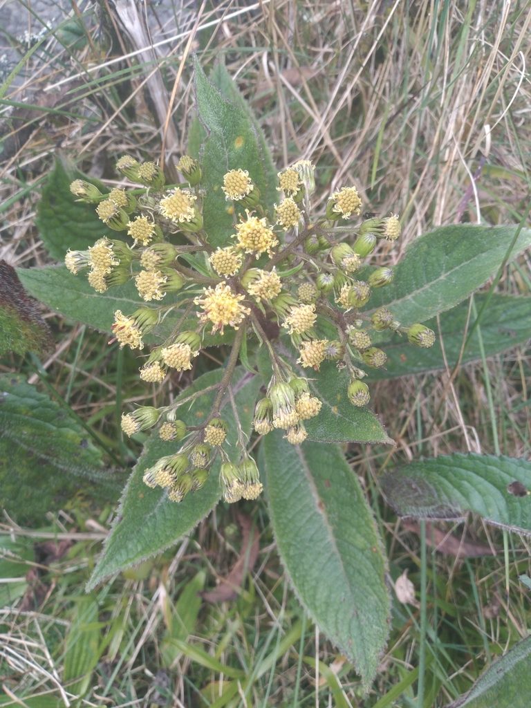 Dendrophorbium multinerve, photographed by Alfredo F. Fuentes Claros