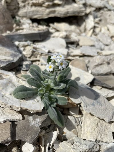 Amsinckiopsis kingii, photographed by Matt Berger