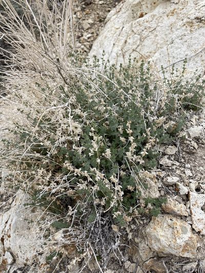 Trichogalium multiflorum, photographed by Matt Berger