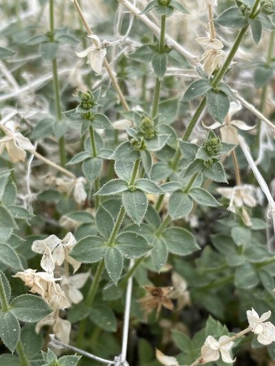 Trichogalium multiflorum, photographed by Matt Berger