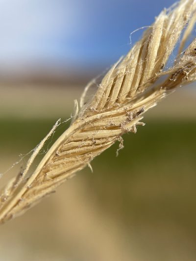 Sporobolus hookerianus, photographed by Matt Berger