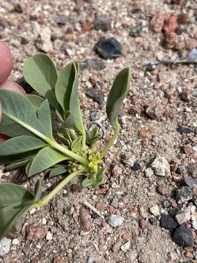 Cleomella oxystyloides, photographed by Matt Berger