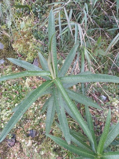Dendrophorbium longilinguae, photographed by Alfredo F. Fuentes Claros